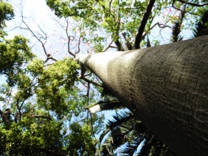 How do you photograph a Ceiba Spaciosa?         